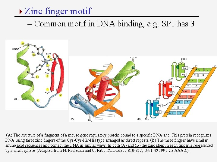 4 Zinc finger motif – Common motif in DNA binding, e. g. SP 1