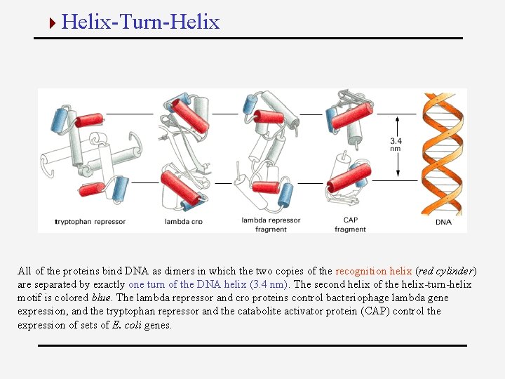 4 Helix-Turn-Helix All of the proteins bind DNA as dimers in which the two