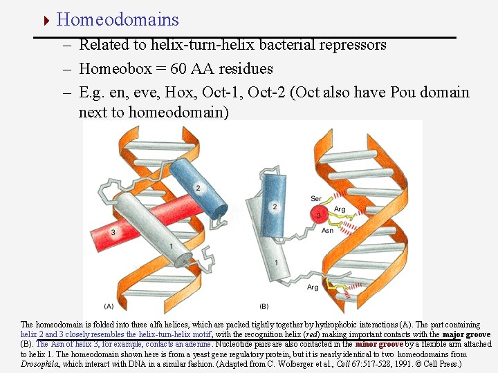 4 Homeodomains – Related to helix-turn-helix bacterial repressors – Homeobox = 60 AA residues