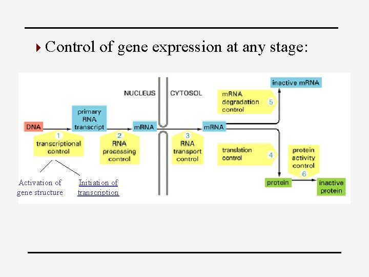 4 Control Activation of gene structure of gene expression at any stage: Initiation of