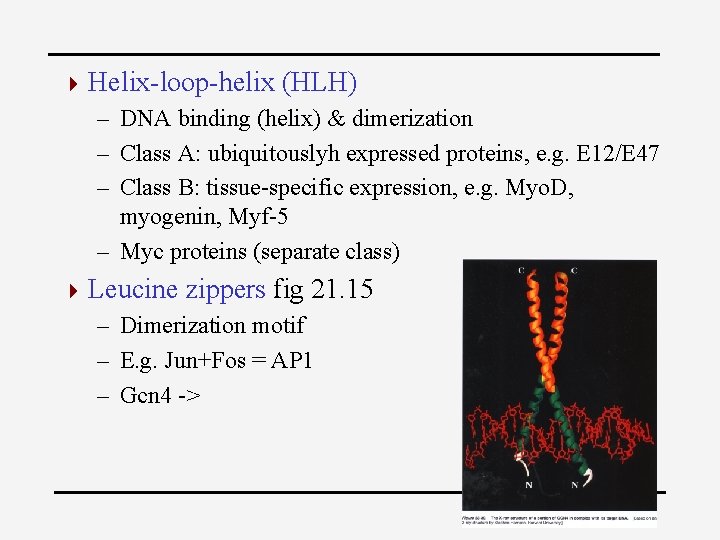 4 Helix-loop-helix (HLH) – DNA binding (helix) & dimerization – Class A: ubiquitouslyh expressed