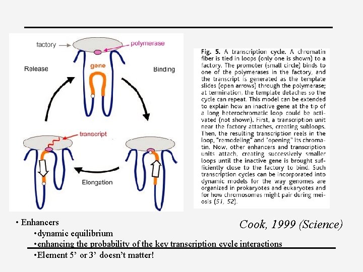  • Enhancers Cook, 1999 • dynamic equilibrium • enhancing the probability of the