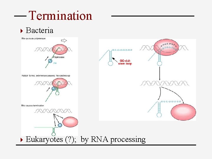 Termination 4 Bacteria 4 Eukaryotes (? ); by RNA processing 