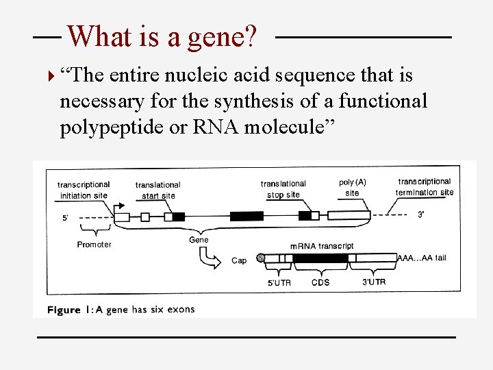 What is a gene? 4 “The entire nucleic acid sequence that is necessary for