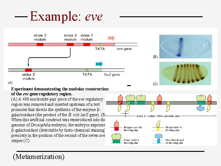 Example: eve Experiment demonstrating the modular construction of the eve gene regulatory region. (A)