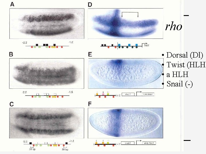 rho • Dorsal (Dl) • Twist (HLH) • a HLH • Snail (-) 