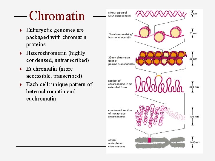Chromatin Eukaryotic genomes are packaged with chromatin proteins 4 Heterochromatin (highly condensed, untranscribed) 4