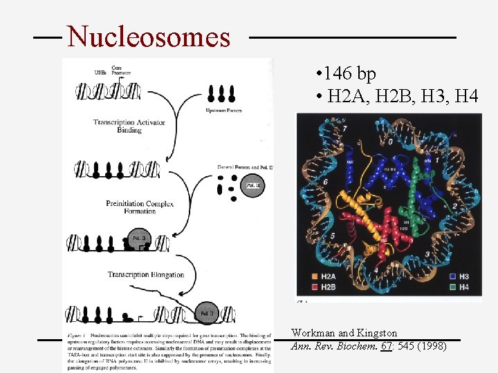 Nucleosomes • 146 bp • H 2 A, H 2 B, H 3, H