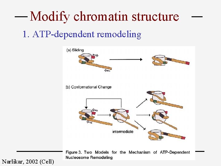 Modify chromatin structure 1. ATP-dependent remodeling Narlikar, 2002 (Cell) 