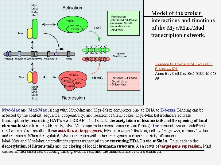 Model of the protein interactions and functions of the Myc/Max/Mad transcription network. Grandori C,