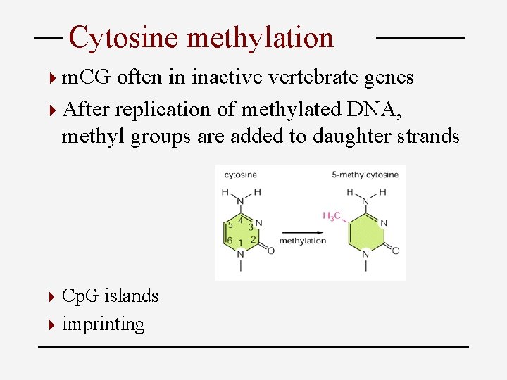 Cytosine methylation 4 m. CG often in inactive vertebrate genes 4 After replication of