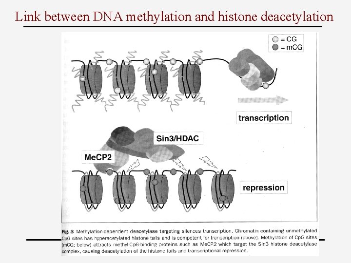 Link between DNA methylation and histone deacetylation 