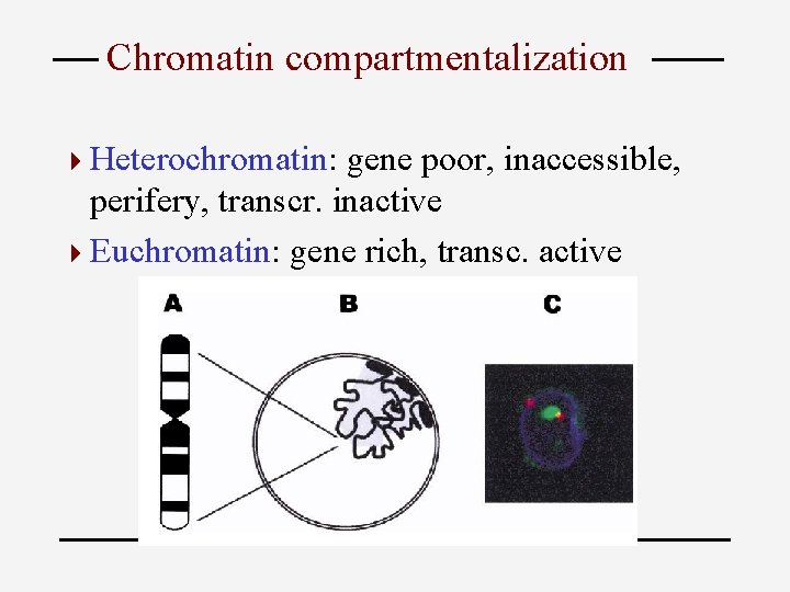 Chromatin compartmentalization 4 Heterochromatin: gene poor, inaccessible, perifery, transcr. inactive 4 Euchromatin: gene rich,