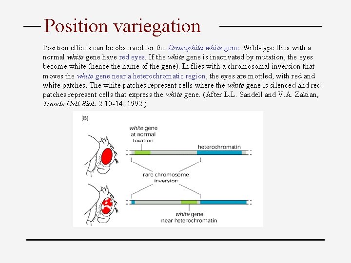 Position variegation Position effects can be observed for the Drosophila white gene. Wild-type flies
