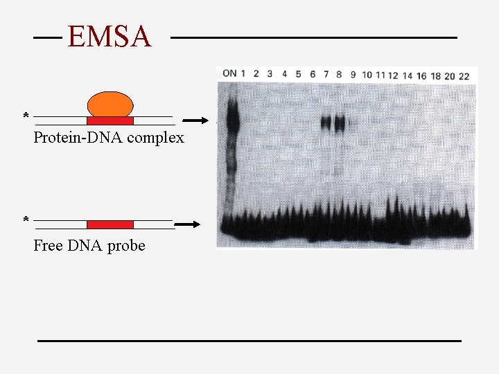 EMSA * Protein-DNA complex * Free DNA probe 