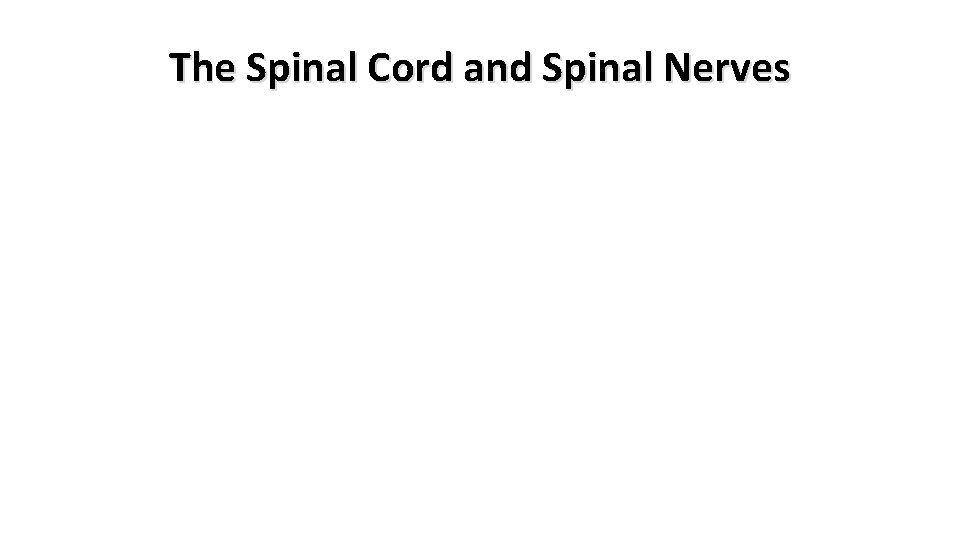 The Spinal Cord and Spinal Nerves 