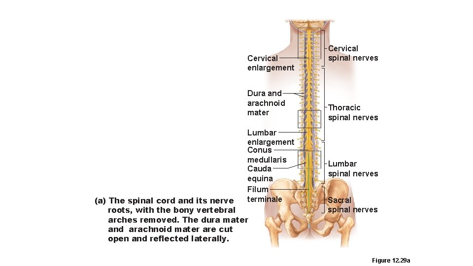 Cervical enlargement Dura and arachnoid mater Lumbar enlargement Conus medullaris Cauda equina Filum terminale