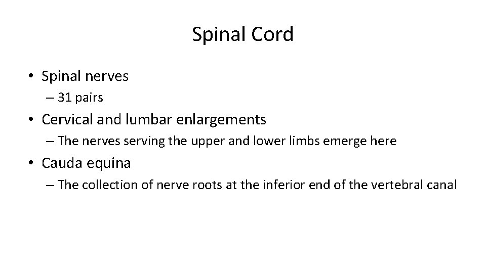 Spinal Cord • Spinal nerves – 31 pairs • Cervical and lumbar enlargements –