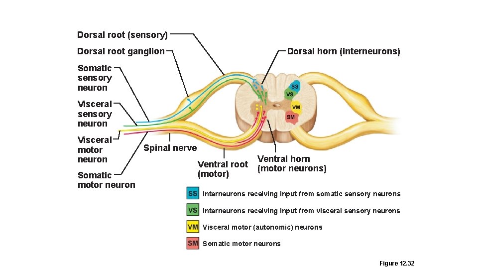 Dorsal root (sensory) Dorsal root ganglion Dorsal horn (interneurons) Somatic sensory neuron Visceral motor