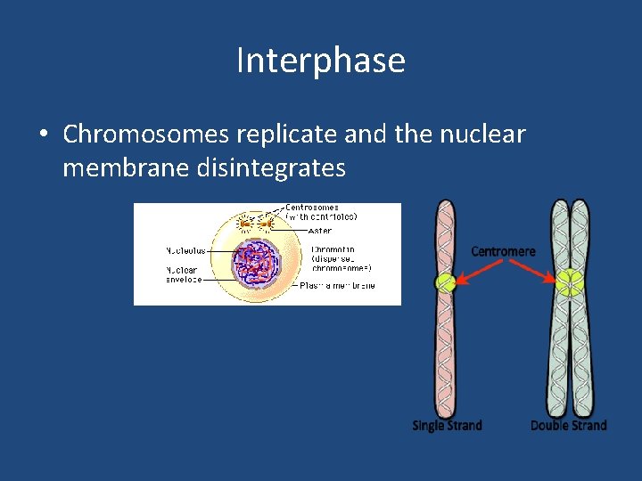 Interphase • Chromosomes replicate and the nuclear membrane disintegrates 