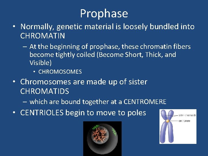 Prophase • Normally, genetic material is loosely bundled into CHROMATIN – At the beginning