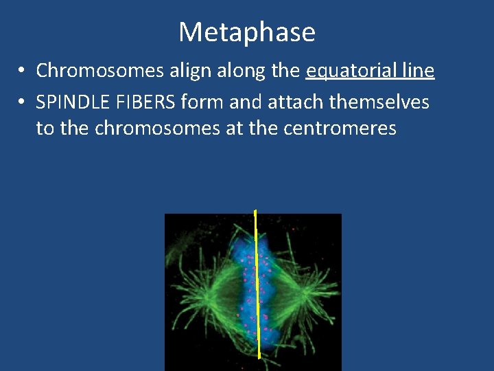 Metaphase • Chromosomes align along the equatorial line • SPINDLE FIBERS form and attach