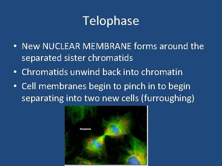 Telophase • New NUCLEAR MEMBRANE forms around the separated sister chromatids • Chromatids unwind