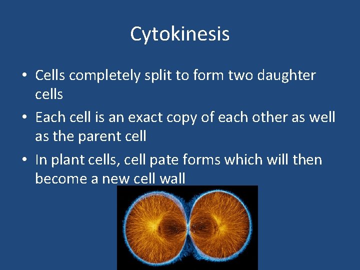 Cytokinesis • Cells completely split to form two daughter cells • Each cell is