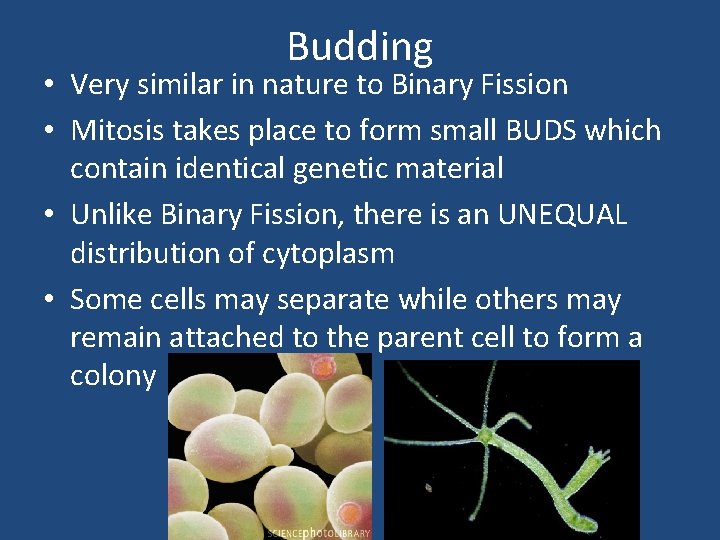 Budding • Very similar in nature to Binary Fission • Mitosis takes place to