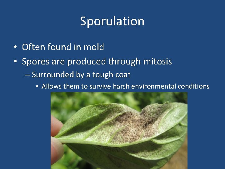 Sporulation • Often found in mold • Spores are produced through mitosis – Surrounded
