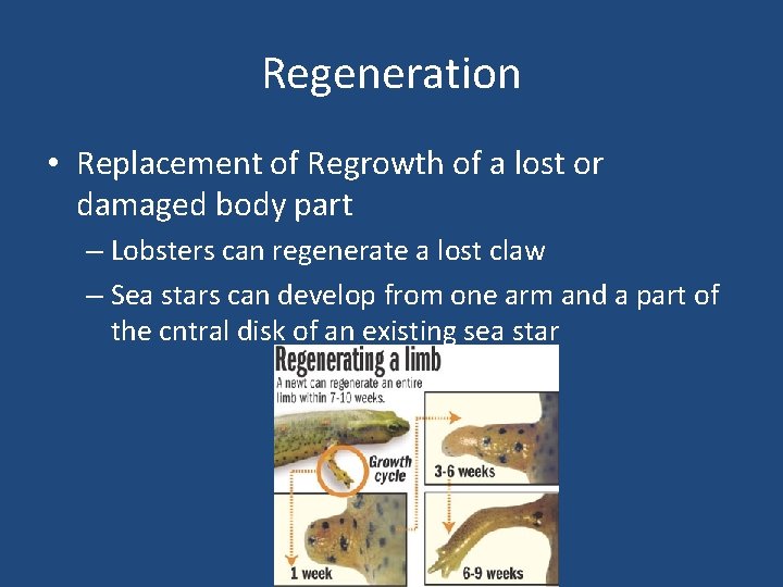 Regeneration • Replacement of Regrowth of a lost or damaged body part – Lobsters