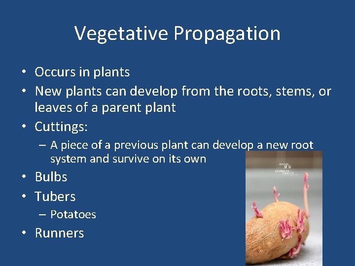 Vegetative Propagation • Occurs in plants • New plants can develop from the roots,