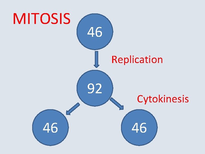 MITOSIS 46 Replication 92 46 Cytokinesis 46 