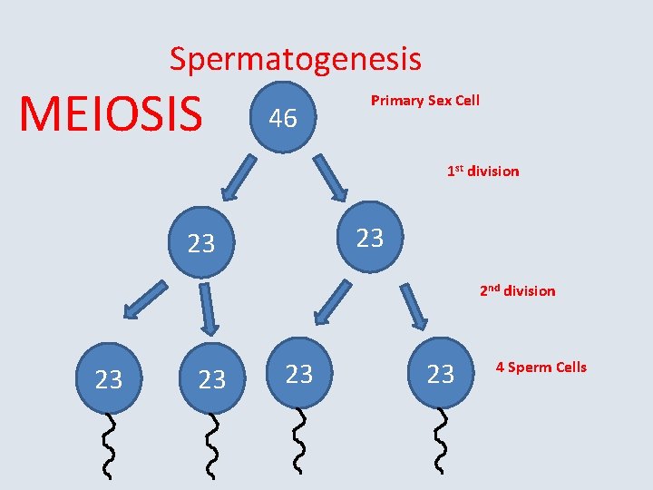 Spermatogenesis MEIOSIS 46 Primary Sex Cell 1 st division 23 23 2 nd division