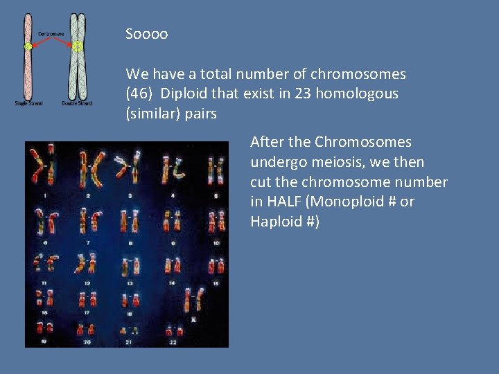 Soooo We have a total number of chromosomes (46) Diploid that exist in 23