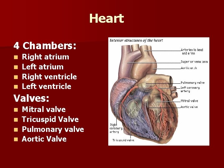 Heart 4 Chambers: Right atrium n Left atrium n Right ventricle n Left ventricle