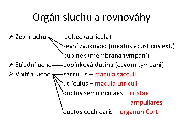 Orgán sluchu a rovnováhy Ø Zevní ucho Ø Střední ucho Ø Vnitřní ucho boltec