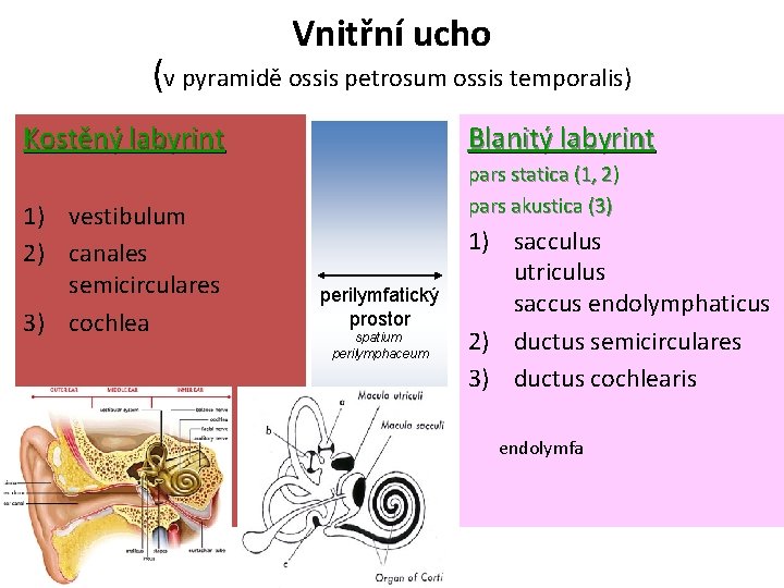 Vnitřní ucho (v pyramidě ossis petrosum ossis temporalis) Kostěný labyrint 1) vestibulum 2) canales