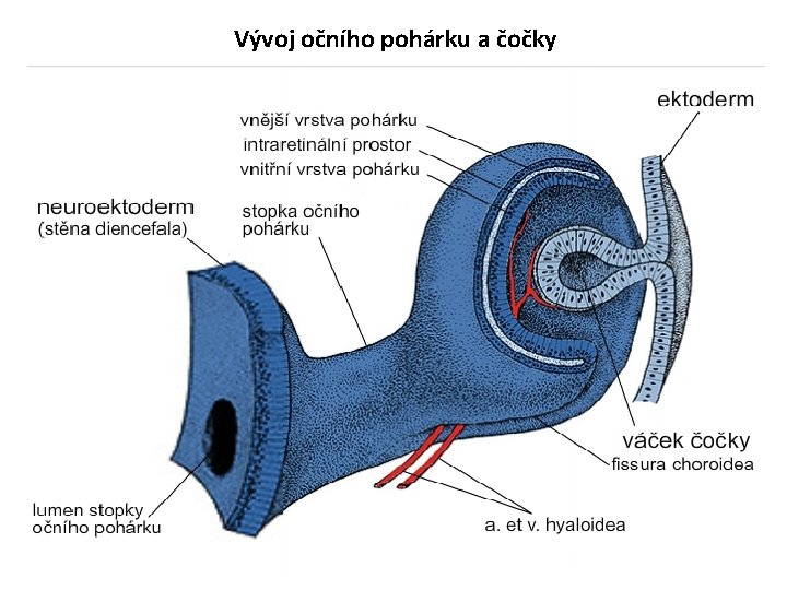 Vývoj očního pohárku a čočky 