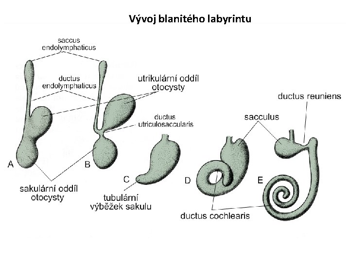 Vývoj blanitého labyrintu 