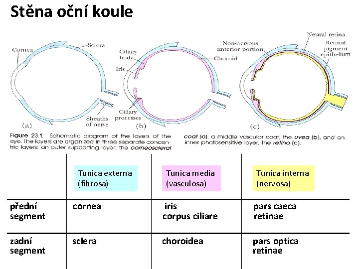 Stěna oční koule Tunica externa (fibrosa) Tunica media (vasculosa) Tunica interna (nervosa) přední segment