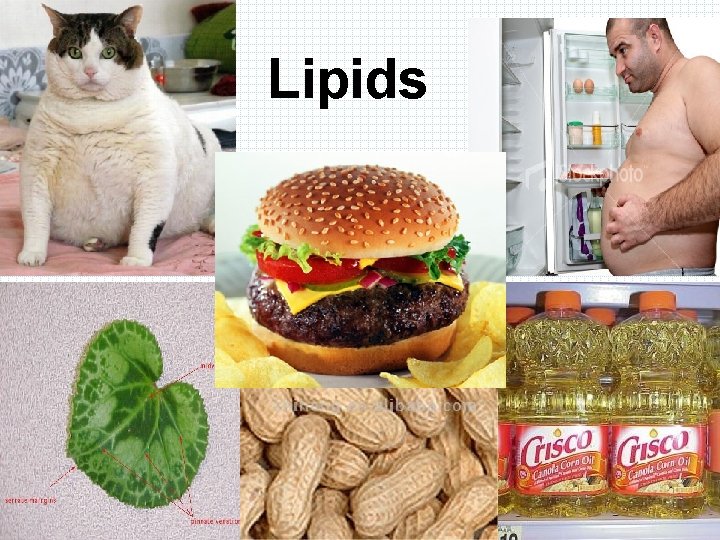 Lipids 