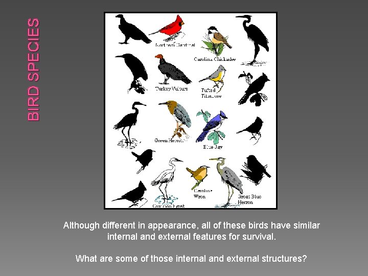BIRD SPECIES Although different in appearance, all of these birds have similar internal and BIRD SPECIES Although different in appearance, all of these birds have similar internal and