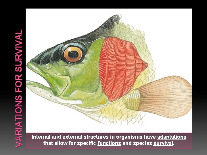 VARIATIONS FOR SURVIVAL Internal and external structures in organisms have adaptations that allow for