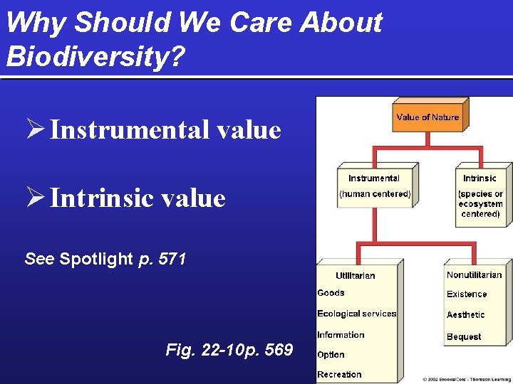 Why Should We Care About Biodiversity? Ø Instrumental value Ø Intrinsic value See Spotlight