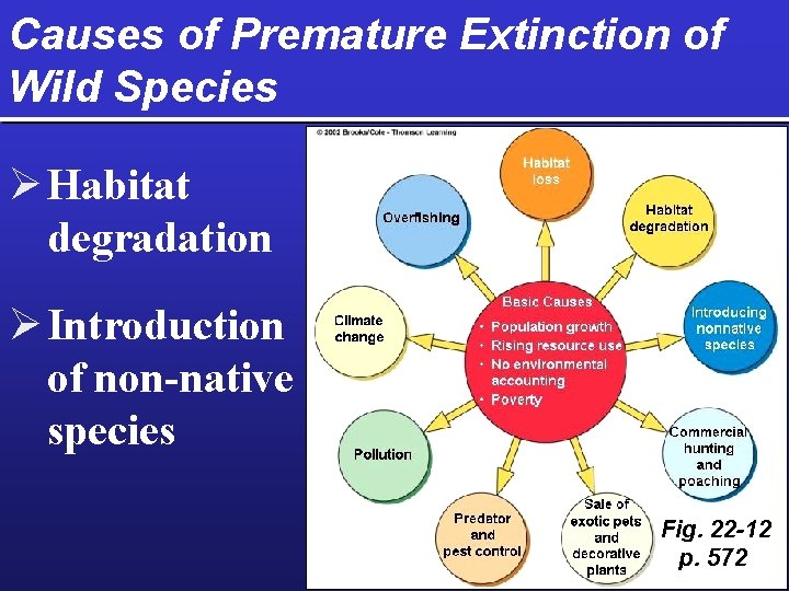 Causes of Premature Extinction of Wild Species Ø Habitat degradation Ø Introduction of non-native