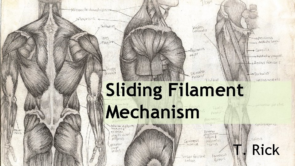 Sliding Filament Mechanism T. Rick 