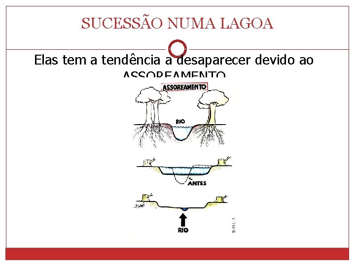 SUCESSÃO NUMA LAGOA Elas tem a tendência a desaparecer devido ao ASSOREAMENTO 