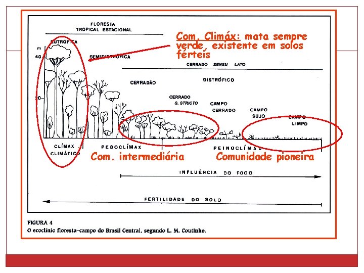 Com. Climáx: mata sempre verde, existente em solos férteis Com. intermediária Comunidade pioneira 