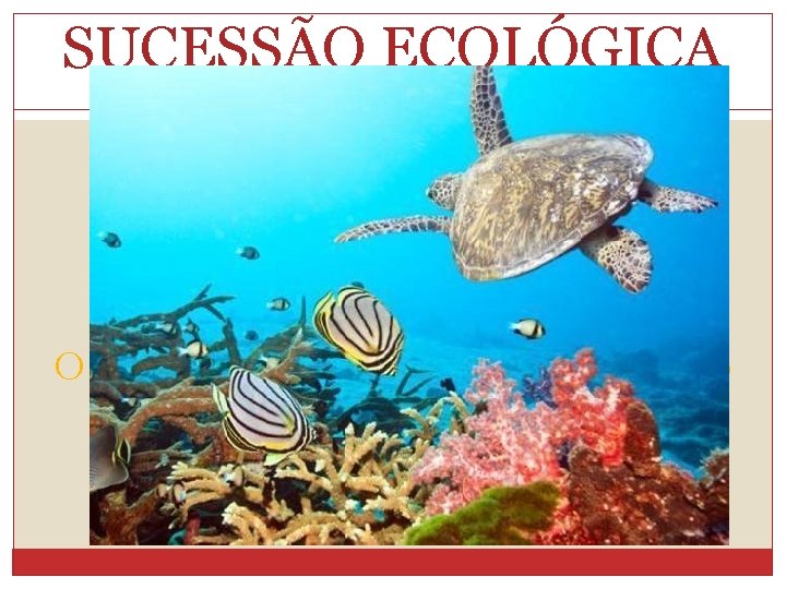 SUCESSÃO ECOLÓGICA Conceito Alteração na composição das comunidades O que pode ser alterado na